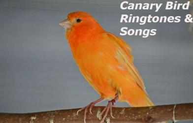 Imágen 6 Canary Bird Ringtones & Songs android