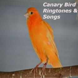 Captura 1 Canary Bird Ringtones & Songs android