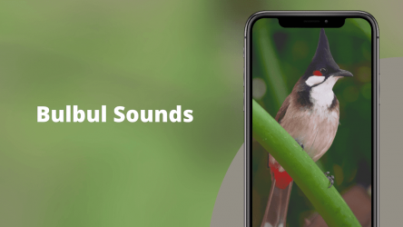 Screenshot 3 Red-whiskered Bulbul Sounds android