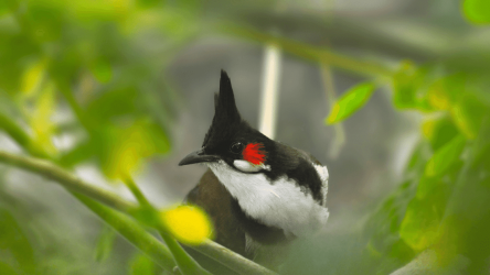 Screenshot 7 Red-whiskered Bulbul Sounds android