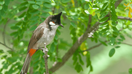 Screenshot 6 Red-whiskered Bulbul Sounds android