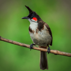 Screenshot 1 Red-whiskered Bulbul Sounds android