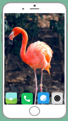 Imágen 2 Flamingo Full HD Wallpaper android