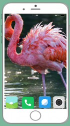 Captura de Pantalla 11 Flamingo Full HD Wallpaper android