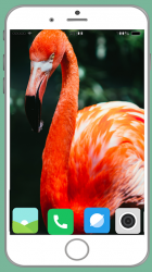 Captura 9 Flamingo Full HD Wallpaper android