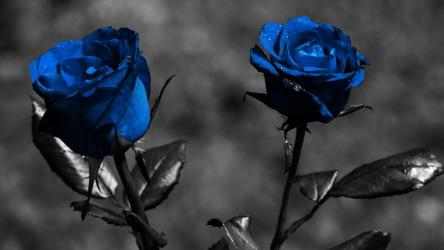 Image 6 Flowers and Roses Live Wallpaper Gif App android