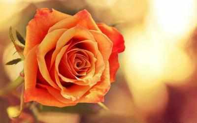 Screenshot 13 Flowers and Roses Live Wallpaper Gif App android