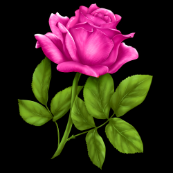 Capture 10 Flowers and Roses Live Wallpaper Gif App android
