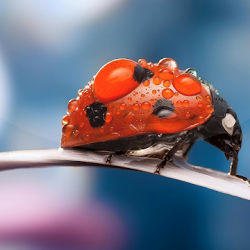 Captura de Pantalla 1 Ladybug Live Wallpaper 🐞 Cute Moving Backgrounds android
