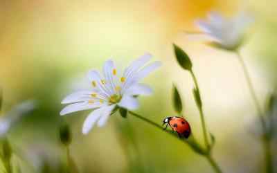 Capture 8 Ladybug Live Wallpaper 🐞 Cute Moving Backgrounds android