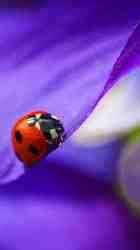 Imágen 3 Ladybug Live Wallpaper 🐞 Cute Moving Backgrounds android