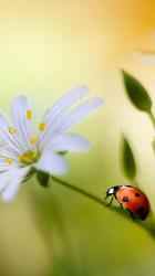 Image 4 Ladybug Live Wallpaper 🐞 Cute Moving Backgrounds android