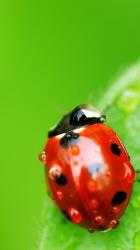 Image 5 Ladybug Live Wallpaper 🐞 Cute Moving Backgrounds android