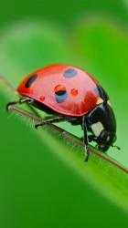 Imágen 2 Ladybug Live Wallpaper 🐞 Cute Moving Backgrounds android