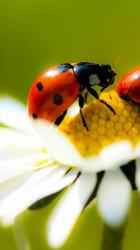 Captura 6 Ladybug Live Wallpaper 🐞 Cute Moving Backgrounds android