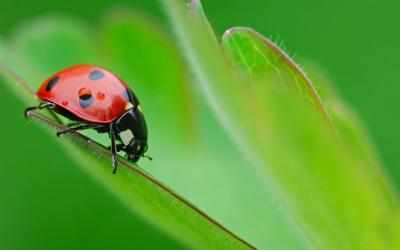 Screenshot 7 Ladybug Live Wallpaper 🐞 Cute Moving Backgrounds android