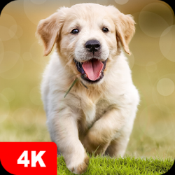 Descargar Fondos de pantalla con perros y cachorros 4K para Android