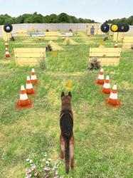 Imágen 10 Mi perro (simulador de perro) android