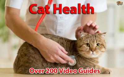 Imágen 1 Cat Health windows