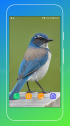 Captura de Pantalla 6 Bird Wallpaper android