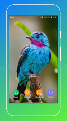 Imágen 8 Bird Wallpaper android