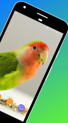 Screenshot 3 Bird Wallpaper android