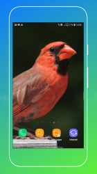 Screenshot 11 Bird Wallpaper android