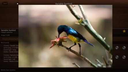 Imágen 7 Bird Calls - Free : 4500+ Bird Sounds, Bird Songs, Bird Identification & Bird Guide windows