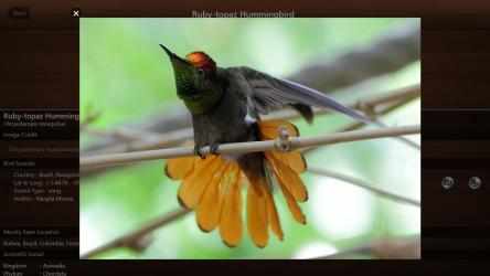 Image 5 Bird Calls - Free : 4500+ Bird Sounds, Bird Songs, Bird Identification & Bird Guide windows
