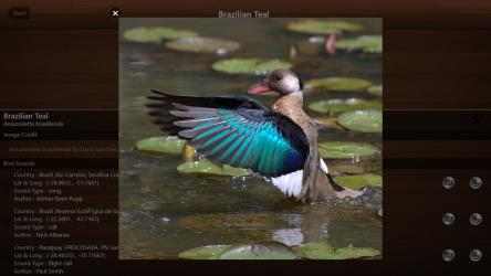 Screenshot 6 Bird Calls - Free : 4500+ Bird Sounds, Bird Songs, Bird Identification & Bird Guide windows