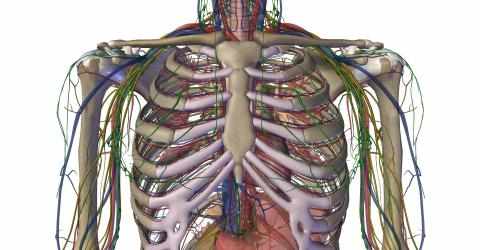 Image 2 Human Anatomy Atlas Pro windows