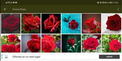Screenshot 14 Flores y Rosas Rojas Gratis android