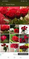 Image 3 Flores y Rosas Rojas Gratis android