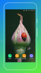 Captura 14 Ladybird Wallpaper android