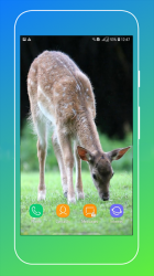 Imágen 10 Deer Wallpapers android