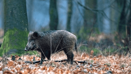 Screenshot 11 WildBoar Sounds - Hunting call android
