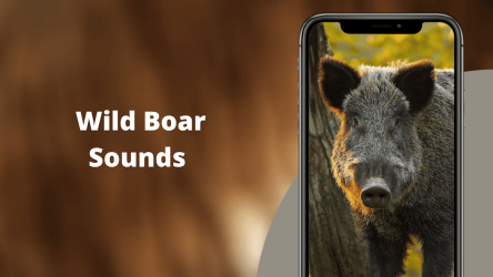 Screenshot 2 WildBoar Sounds - Hunting call android