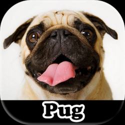 Screenshot 1 Figurinhas de Pug - WAStickerApps android