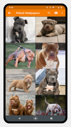 Imágen 9 Pitbull Dog Wallpaper android