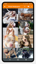 Captura de Pantalla 3 Pitbull Dog Wallpaper android
