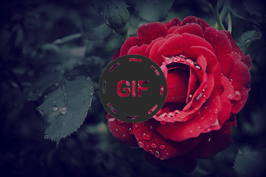 Captura de Pantalla 4 Imágenes Animadas Flores Y Rosas Gif android