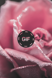 Captura de Pantalla 3 Imágenes Animadas Flores Y Rosas Gif android