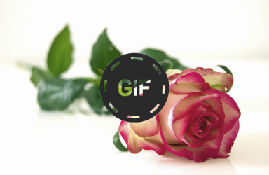 Screenshot 5 Imágenes Animadas Flores Y Rosas Gif android