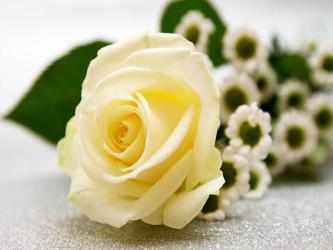 Capture 7 Rosas blancas hermosas android