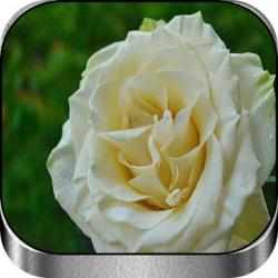 Image 1 Rosas blancas hermosas android