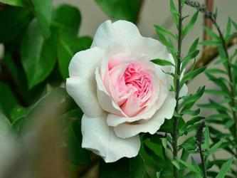 Capture 12 Rosas blancas hermosas android