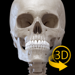Imágen 1 Esqueleto | Anatomía 3D android