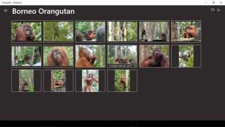 Capture 2 Orangutan - Indonesia windows