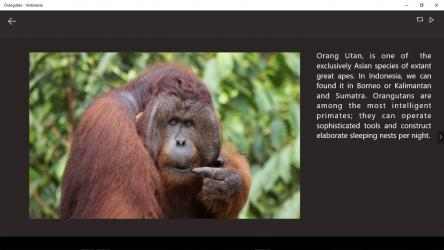 Captura de Pantalla 3 Orangutan - Indonesia windows