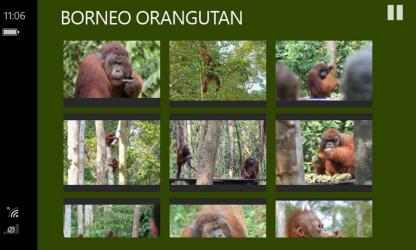 Capture 11 Orangutan - Indonesia windows